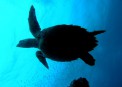 Diving