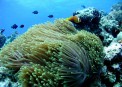 Diving