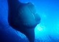 Dive entry on Spoilsport: diving
