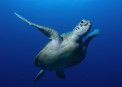 Dive entry on Spoilsport: diving