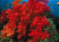    (Ushaka Marine World)