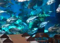    (Ushaka Marine World)