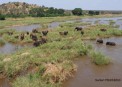  - (Hluhluwe & Imfolozi Game Reserve)