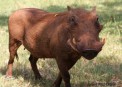  - (Hluhluwe & Imfolozi Game Reserve)