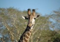  - (Hluhluwe & Imfolozi Game Reserve)