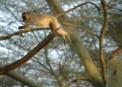  - (Hluhluwe & Imfolozi Game Reserve)