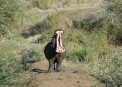  - (Hluhluwe & Imfolozi Game Reserve)