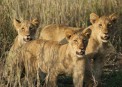  - (Hluhluwe & Imfolozi Game Reserve)