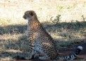  - (Hluhluwe & Imfolozi Game Reserve)