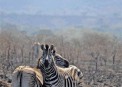  - (Hluhluwe & Imfolozi Game Reserve)