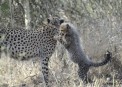  - (Hluhluwe & Imfolozi Game Reserve)