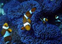 Dive Link Resort