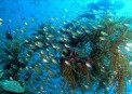 Dive Link Resort