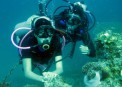Dive Link Resort