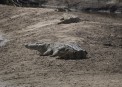 Crocodile in Mara river Serengeti.