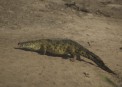 Crocodile in Serengeti