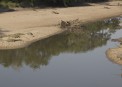 Mara river during drought season,always crocodile comes out of the river  in this period.