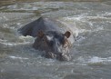 Hippo in Grumeti River Serengeti