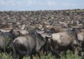 Wildbeast  in Serengeti during Migration..