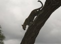 Leopard  in Serengeti descending down from the tree