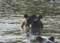 Hippo in  Grumeti River Serengeti