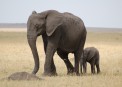 Elephants in Serengeti..