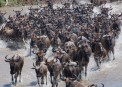 Animals crossing Mara River in Great Migration.