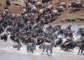 Zebra and Wildbeast crossing Mara River