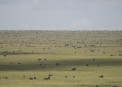 Serengeti plain