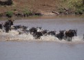 Wildbeast crossing Mara River .