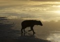 Hyena in Lake Ndutu , Serengeti national park