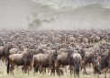 Wildbeast in Serengeti