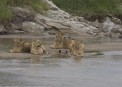Lions relaxing in Masai Mara