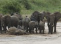 Elephants in Massai Mara