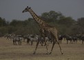 Zebra and Giraffe in Massai Mara