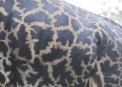 Giraffe skin in Masai Mara