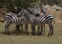 Zebra in Massai Mara