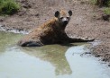 Hyena in Talek river in Massai Mara