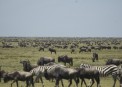 Wildbeast in Masai Mara