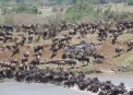 Animals starting to across Mara River